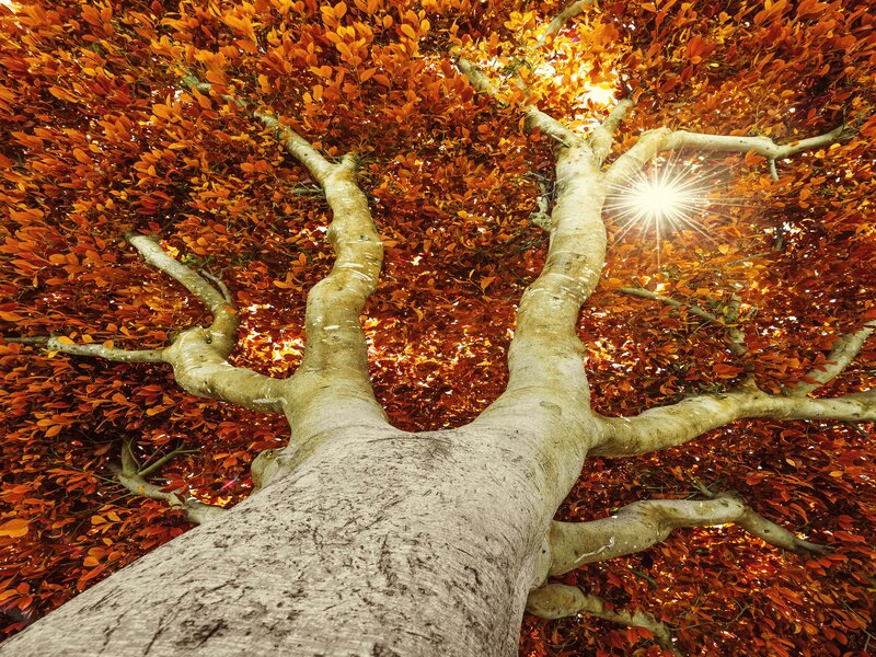 Tree with Autumn Leaves — Orange, Dramatic