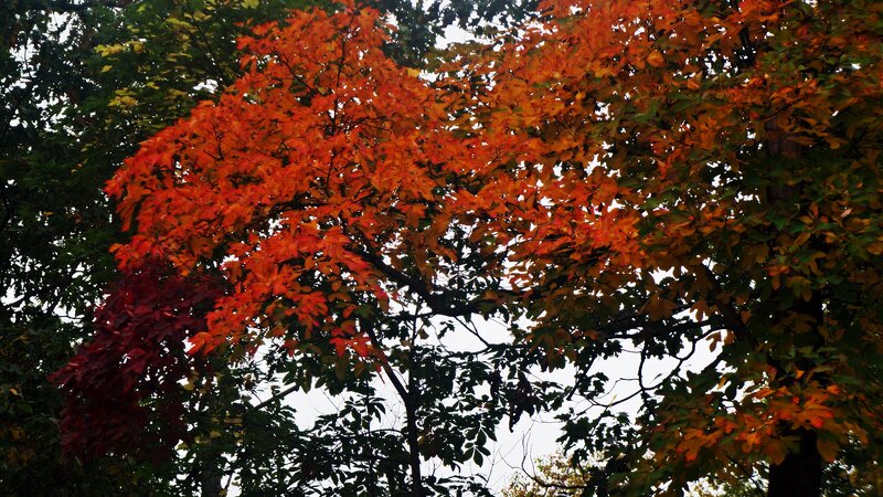 Tree with Autumn Leaves — Orange, Serene, Photograph, Branches