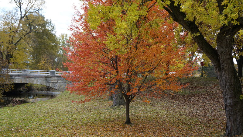 Tree with Autumn Leaves — Orange, Serene, Photograph, Bridge