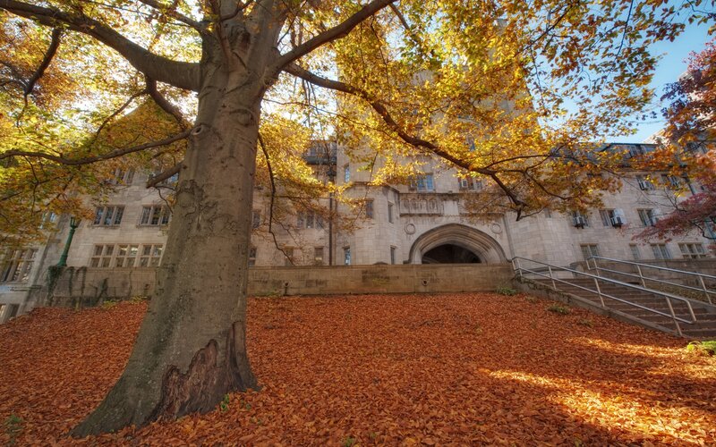 Tree with Autumn Leaves — Orange, Serene, Photograph, Building