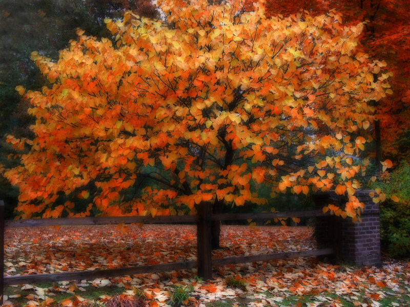 Tree with Autumn Leaves — Orange, Serene, Photograph, Fence