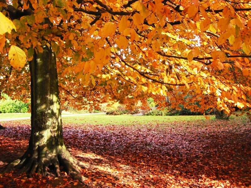 Tree with Autumn Leaves — Orange, Serene, Photograph, Grass