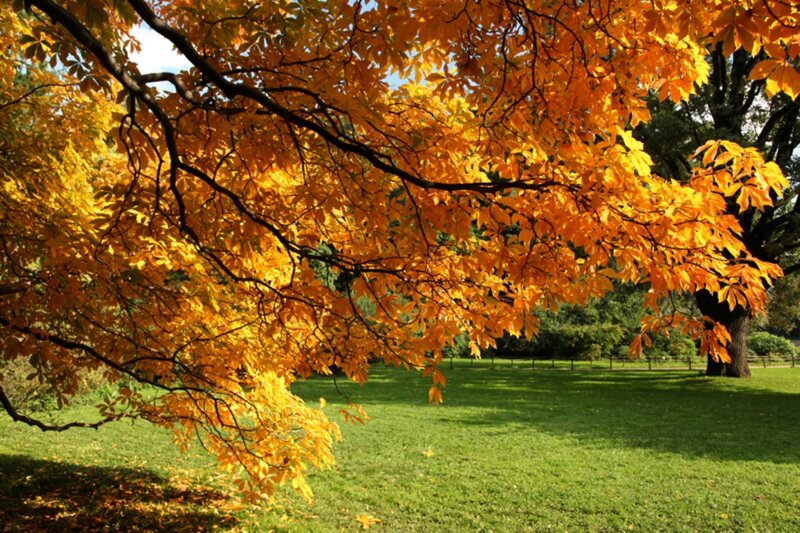 Tree with Autumn Leaves — Orange, Serene, Photograph, Grass, Trees