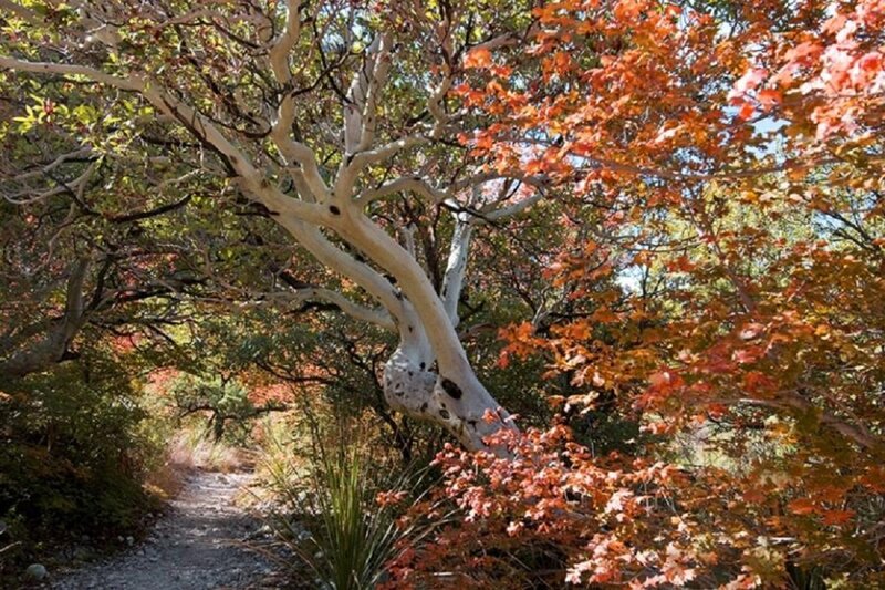 Tree with Autumn Leaves — Orange, Serene, Photograph, Path