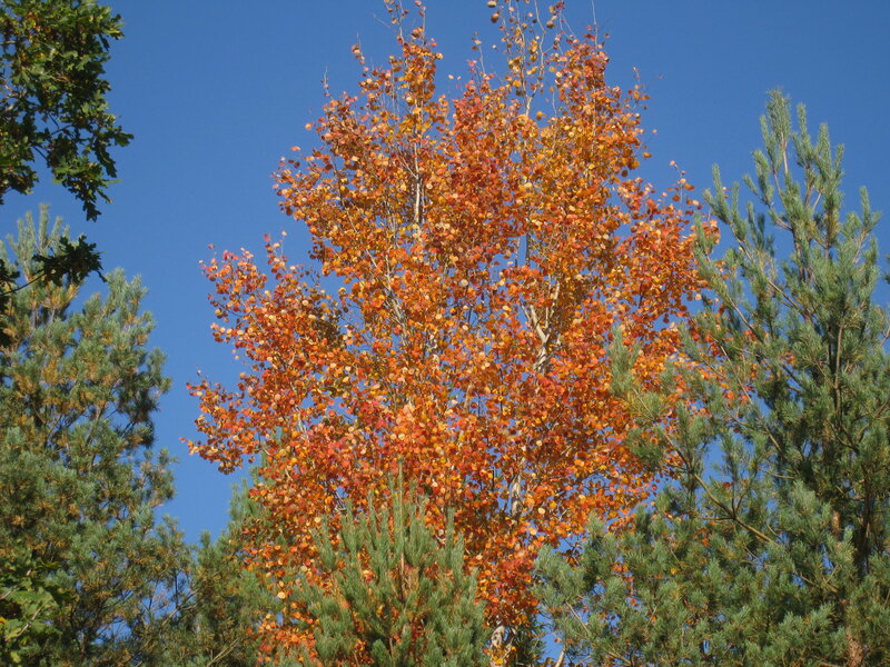Tree with Autumn Leaves — Orange, Serene, Photograph, Pine Trees