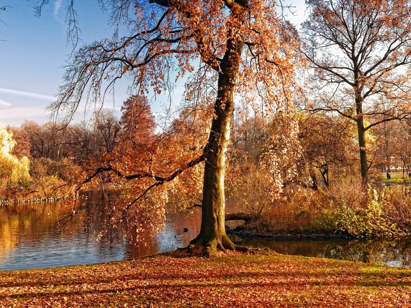 Tree with Autumn Leaves — Orange, Serene, Photograph, River