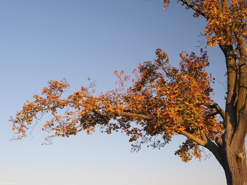 Tree with Autumn Leaves — Orange, Serene, Photograph, Sky, Branches