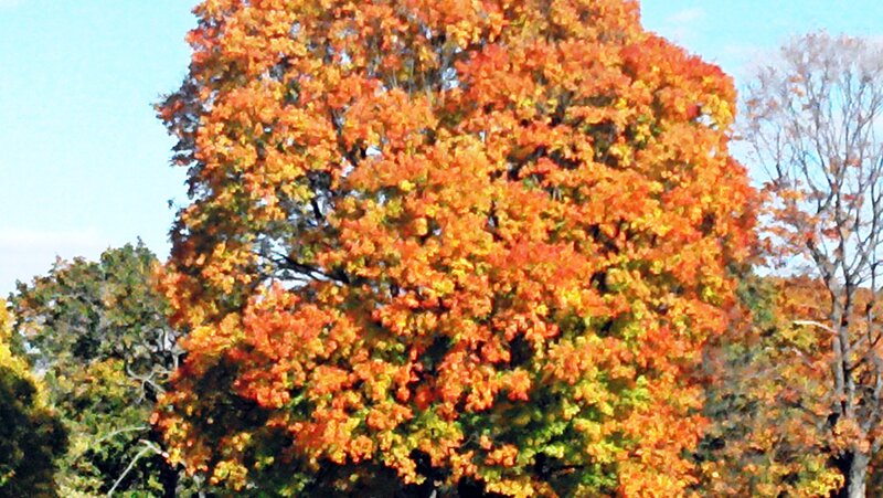 Tree with Autumn Leaves — Orange, Serene, Photograph, Sky