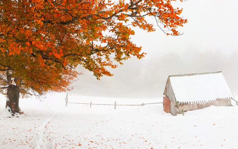 Tree with Autumn Leaves — Orange, Serene, Photograph, Snow, Shed