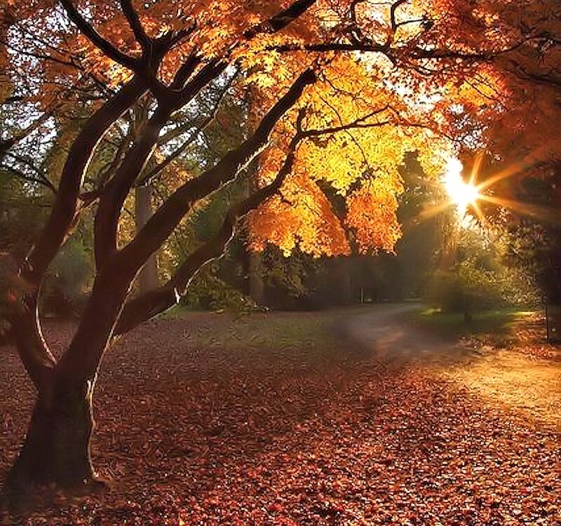 Tree with Autumn Leaves — Orange, Serene, Photograph, Sun, Path