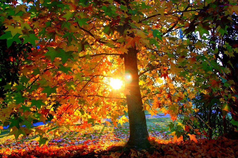 Tree with Autumn Leaves — Orange, Serene, Photograph, Sun