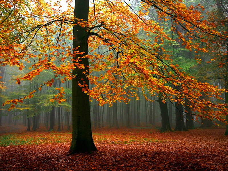 Tree with Autumn Leaves — Orange, Serene, Photograph