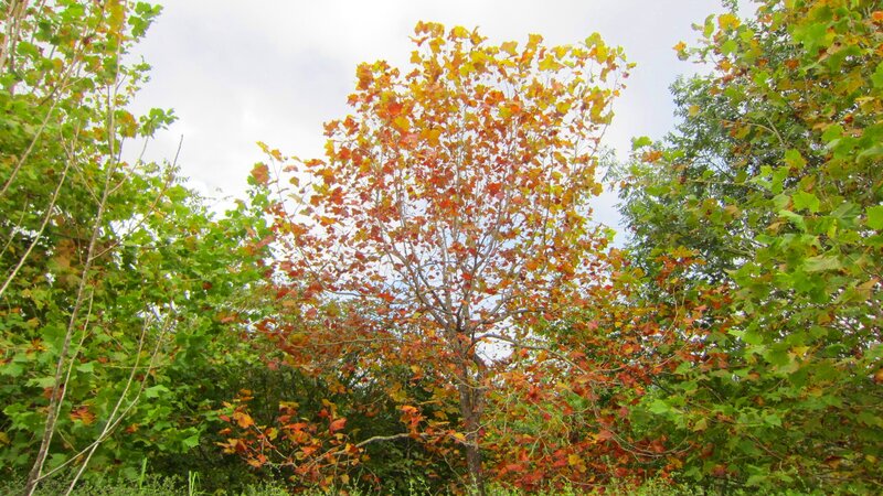 Tree with Autumn Leaves — Orange, Serene, Photograph, Trees, Sky