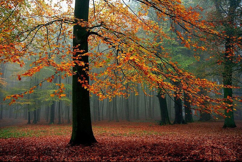 Tree with Autumn Leaves — Orange, Serene