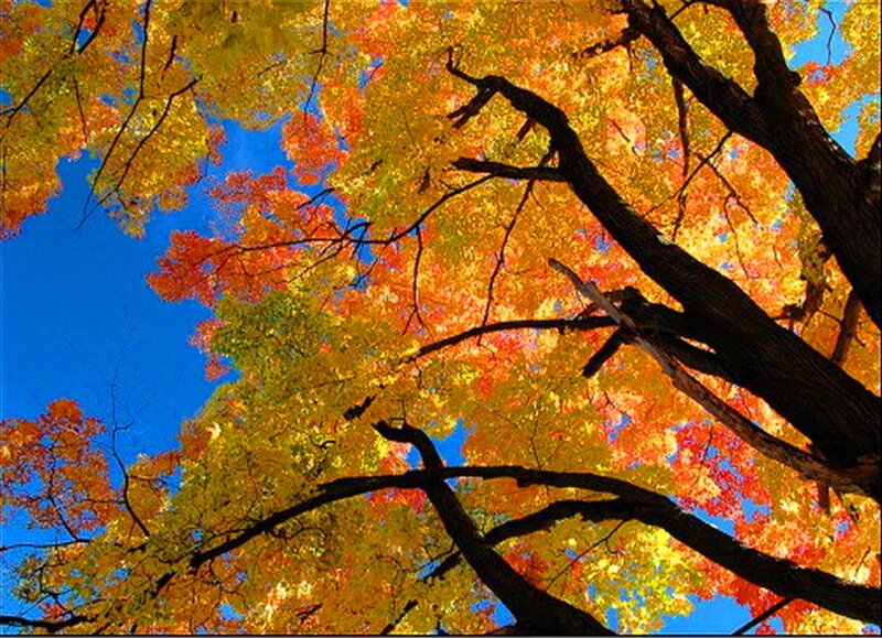 Tree with Autumn Leaves — Orange