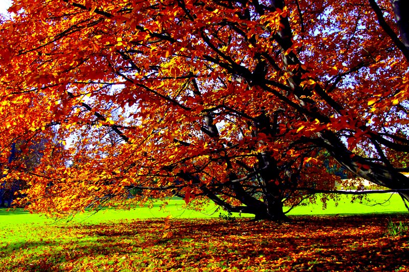 Tree with Autumn Leaves — Orange, Vibrant