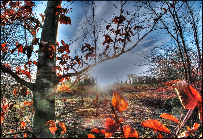 Tree with Autumn Leaves — Red, Dramatic, Photograph