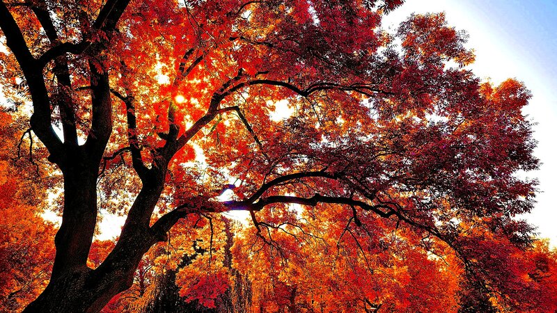Tree with Autumn Leaves — Red, Dramatic
