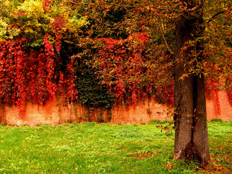 Tree with Autumn Leaves — Red, Serene, Photograph, Brick Wall