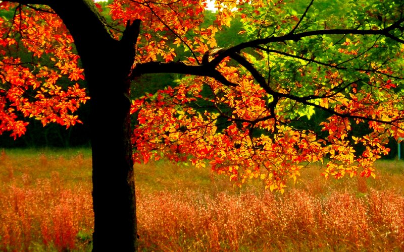 Tree with Autumn Leaves — Red, Serene, Photograph, Field