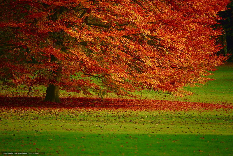 Tree with Autumn Leaves — Red, Serene, Photograph, Grass