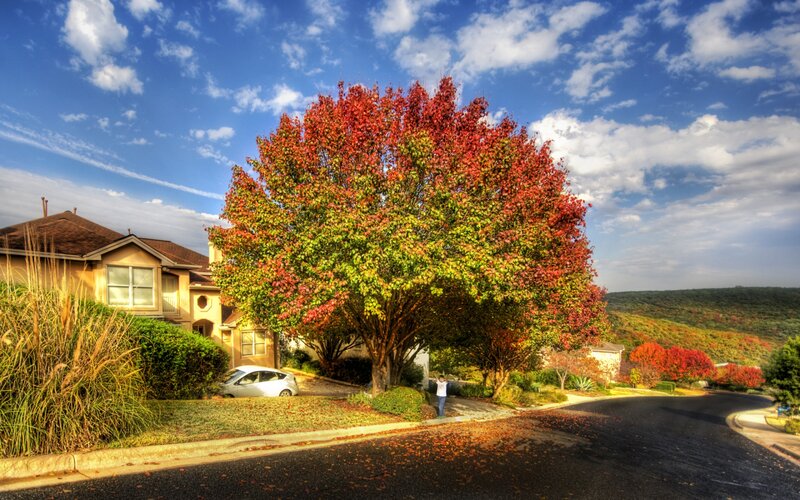 Tree with Autumn Leaves — Red, Serene, Photograph, House, Car