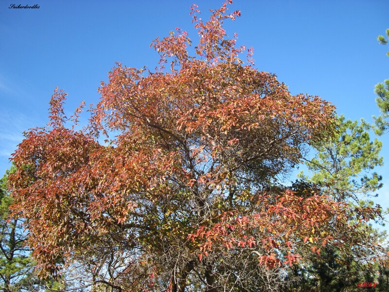 Tree with Autumn Leaves — Red, Serene, Photograph, Sky