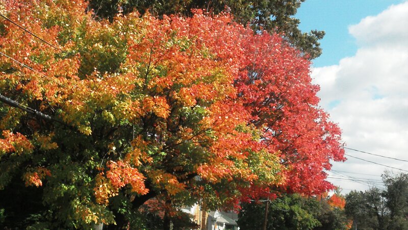 Tree with Autumn Leaves — Red, Serene, Photograph