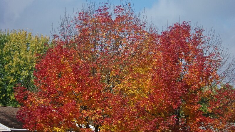 Tree with Autumn Leaves — Red, Serene, Photograph, Trees