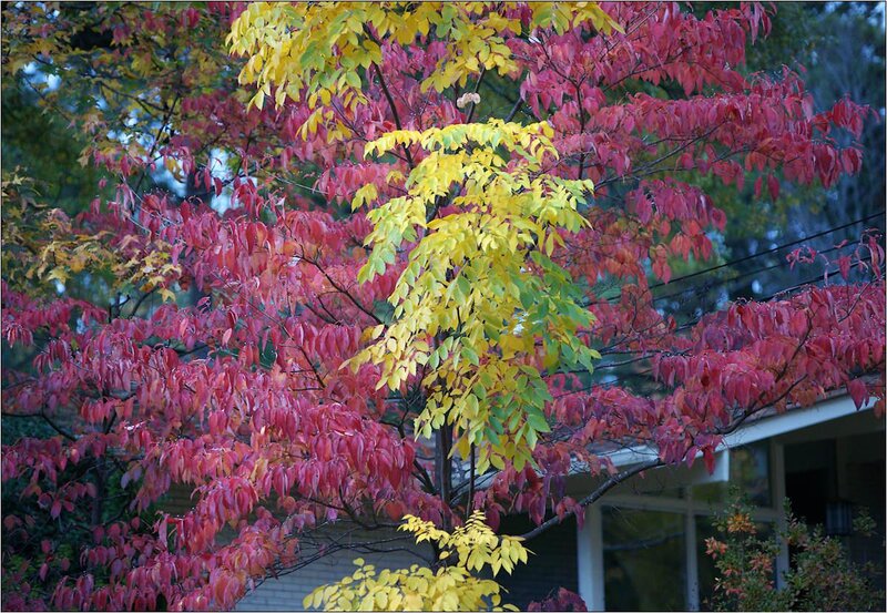 Tree with Autumn Leaves — Red, Serene