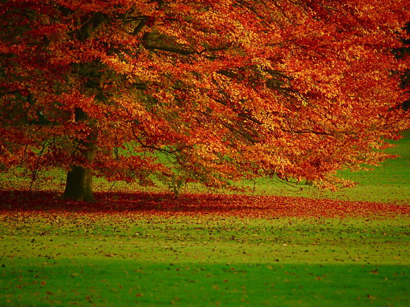 Tree with Autumn Leaves — Red