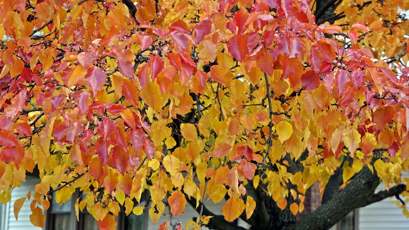 Tree with Autumn Leaves — Red, Vibrant, Photograph, Branches, Building