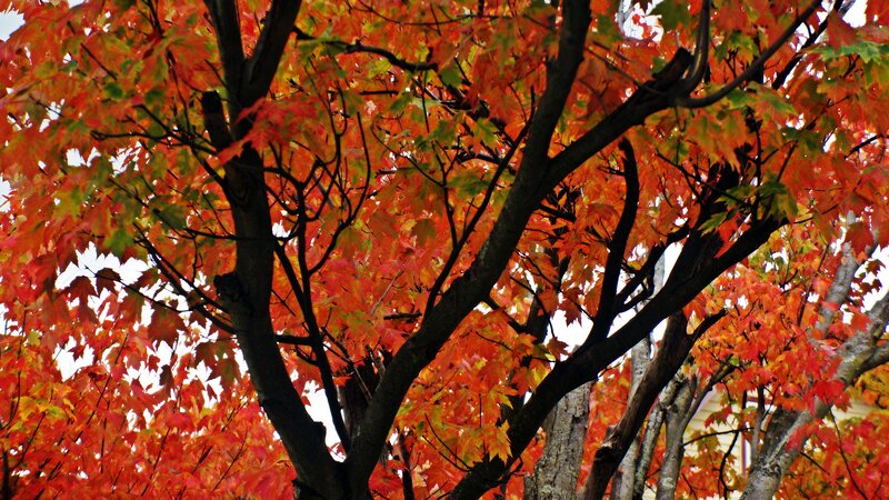 Tree with Autumn Leaves — Red, Vibrant, Photograph, Branches