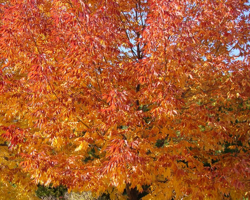 Tree with Autumn Leaves — Red, Vibrant, Photograph, Sky