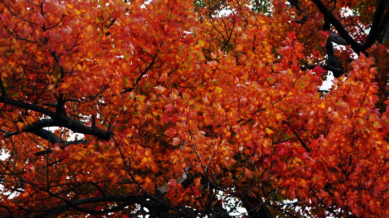 Tree with Autumn Leaves — Red, Vibrant, Photograph