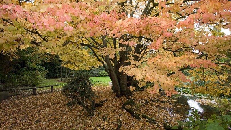 Tree with Autumn Leaves — Yellow, Serene, Photograph, Bench