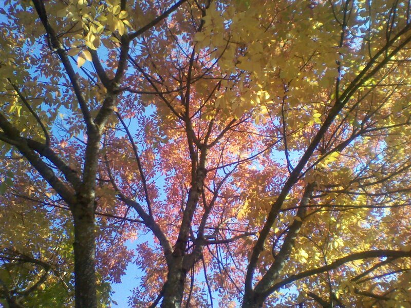 Tree with Autumn Leaves — Yellow, Serene, Photograph, Branches