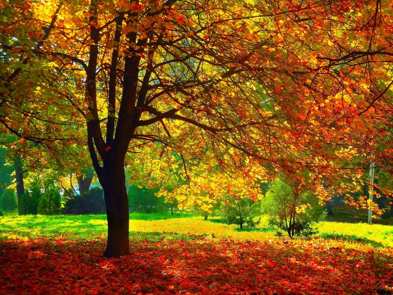 Tree with Autumn Leaves — Yellow, Serene, Photograph, Grass