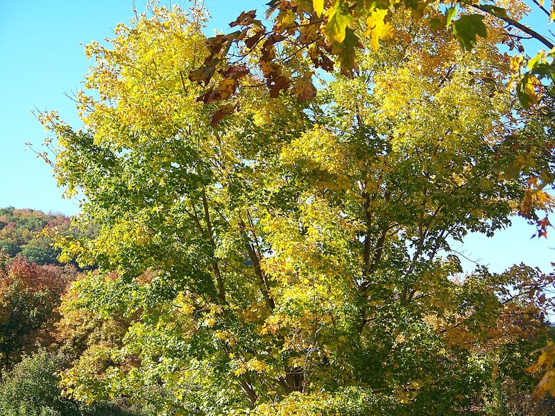 Tree with Autumn Leaves — Yellow, Serene, Photograph, Trees