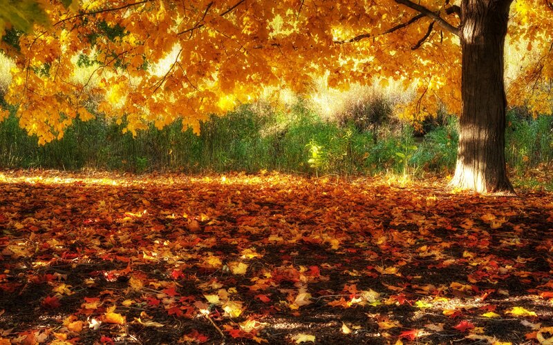 Tree with Autumn Leaves — Yellow, Serene