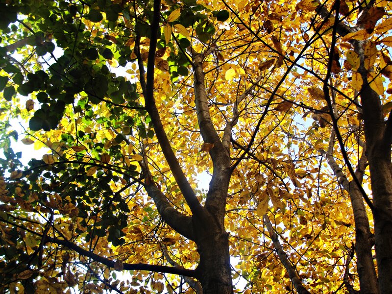 Tree with Autumn Leaves — Yellow