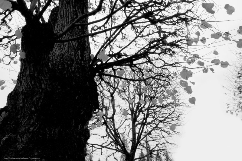 Tree with Bare Branches — Black