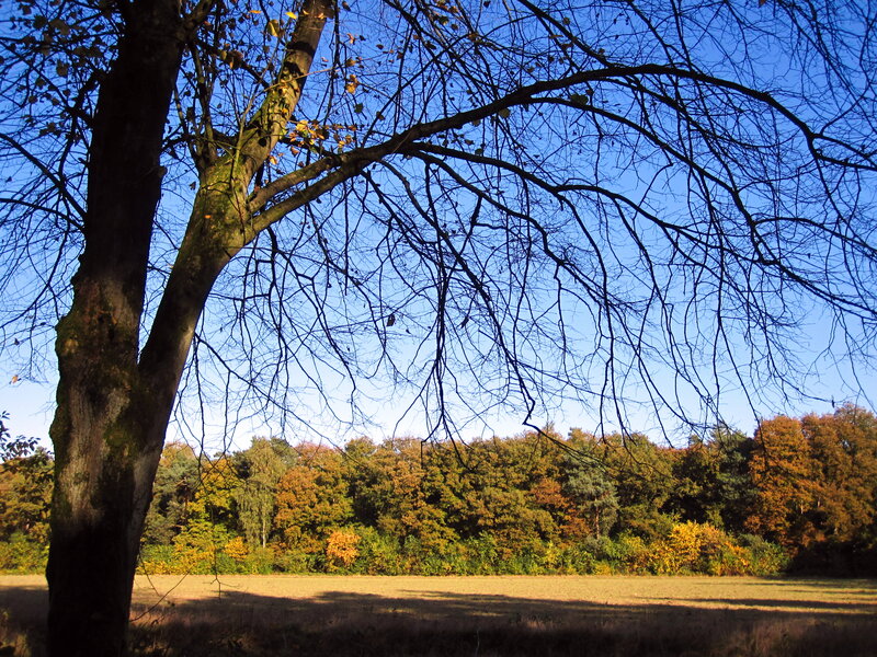 Tree with Bare Branches — Blue