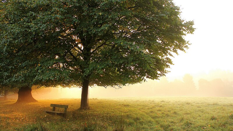 Tree with Bench — Green, Serene, Morning