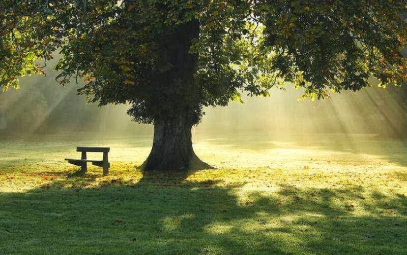 Tree with Bench — Green, Serene