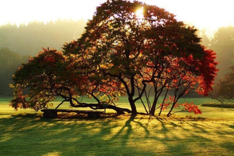 Tree with Bench — Green