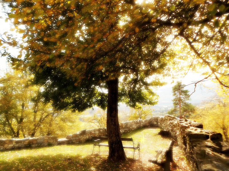 Tree with Benches