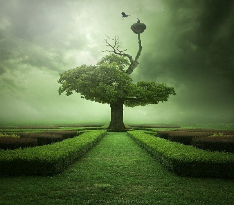 Tree with Bird's Nest