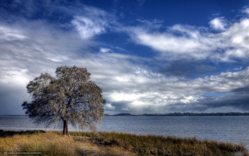 Tree with Birds on Lake