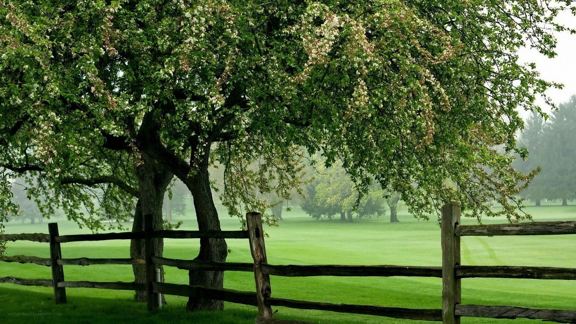tree with blossoms by fence